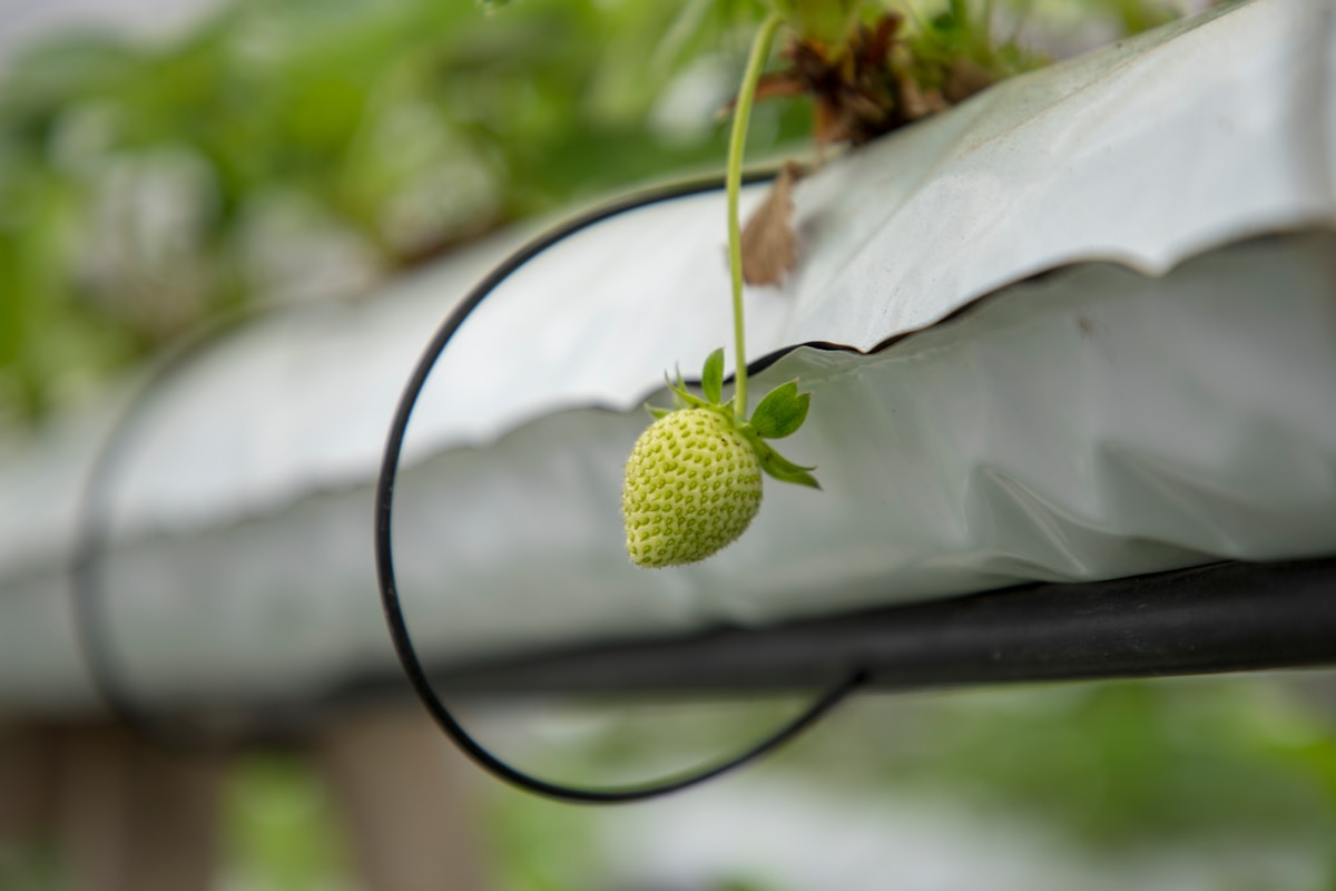 Green strawberry growing on wire at Cameron Highlands farm, Malaysia