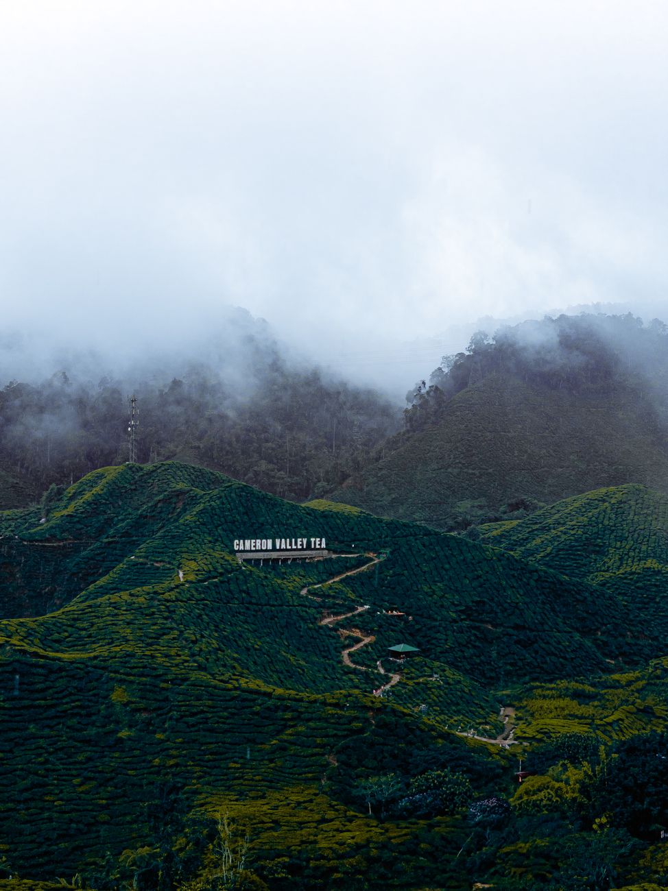 Cameron Valley Tea plantation terraces under low cloud on mist-covered hillsides, Cameron Highlands, Malaysia