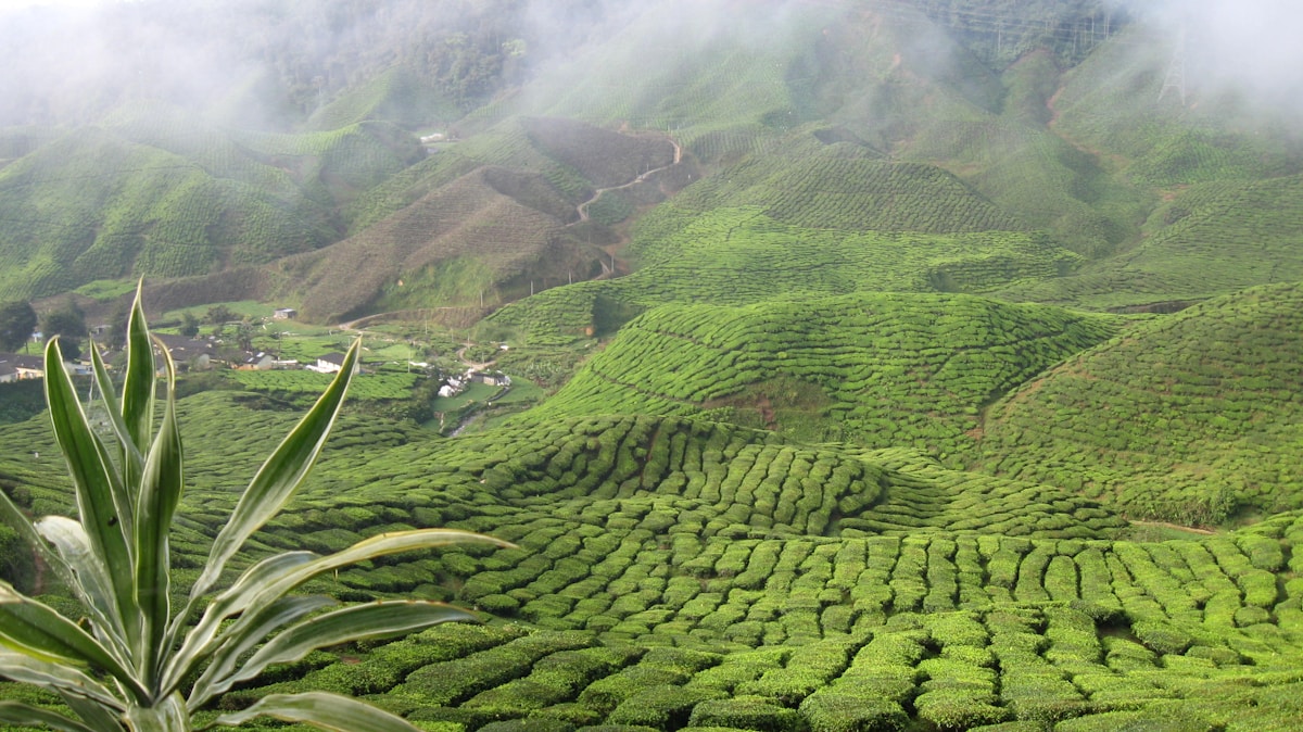 Tea plantation hillside covered in green tea bushes, Cameron Highlands, Malaysia