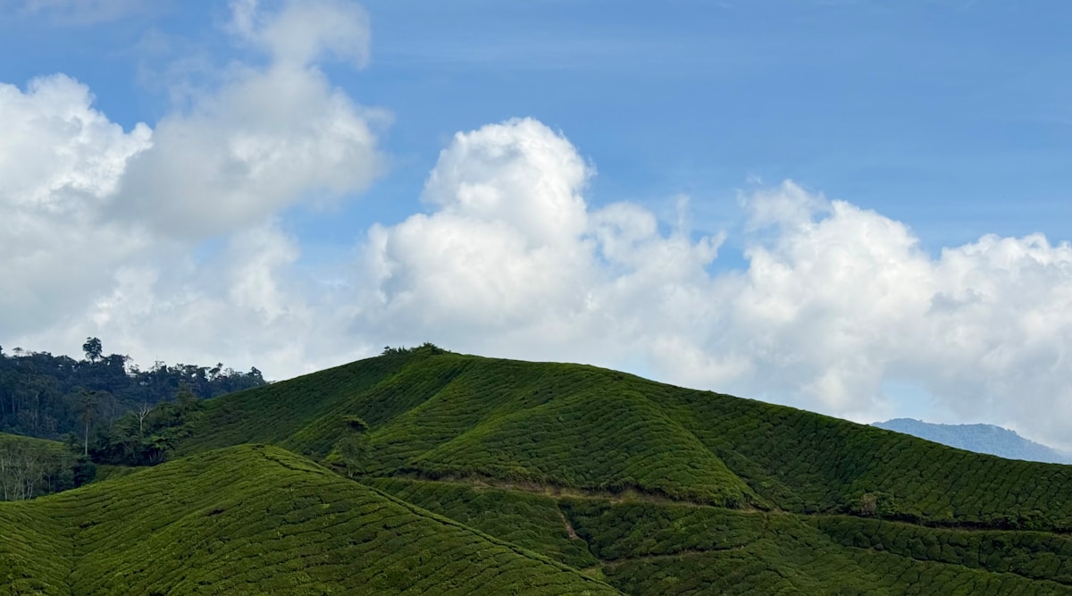 Lush green tea plantations under bright blue sky, Cameron Highlands, Malaysia
