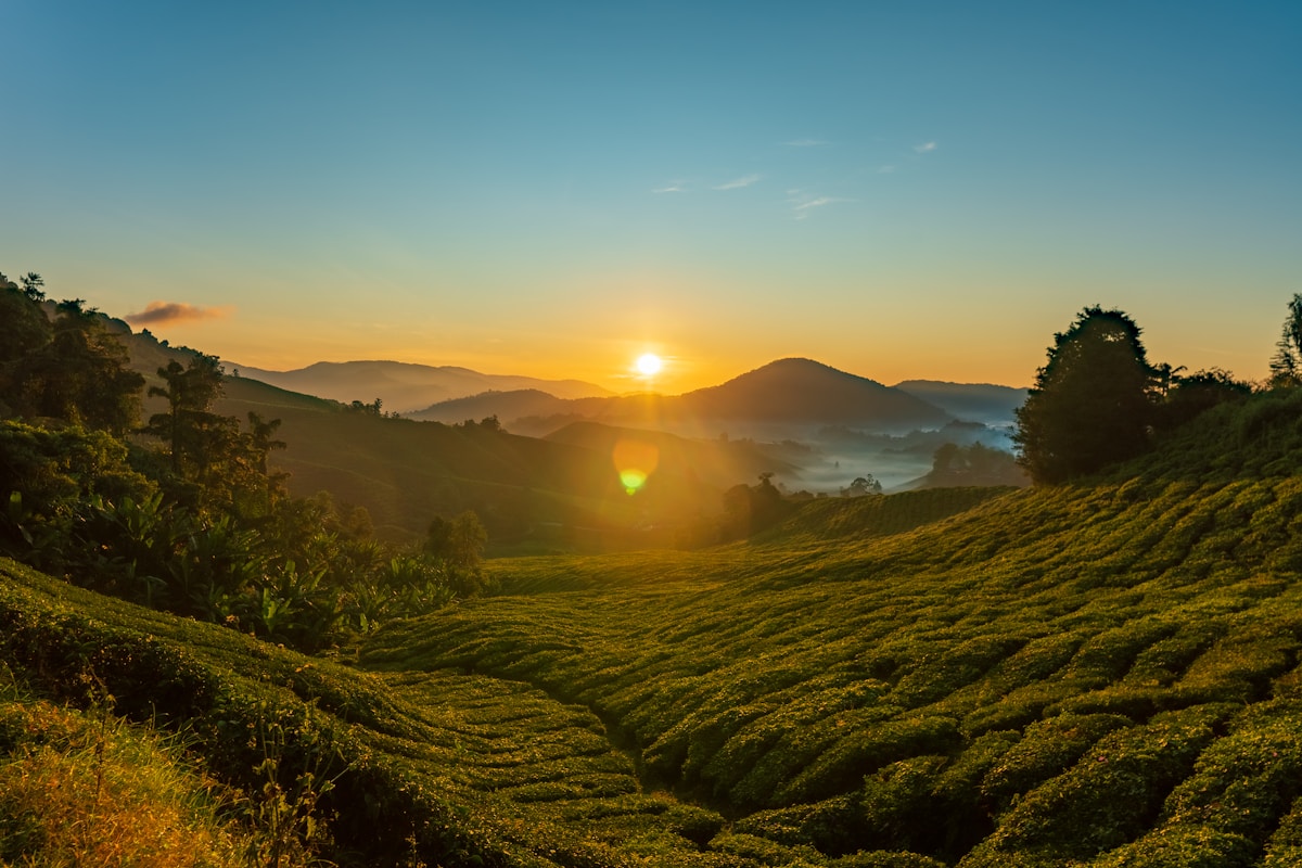 Green rows of tea bushes on steep terraced hillsides at BOH Sungai Palas estate, Cameron Highlands