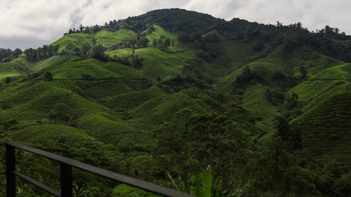 Rows of tea bushes on steep hillsides at the BOH Sungai Palas Tea Estate, Cameron Highlands