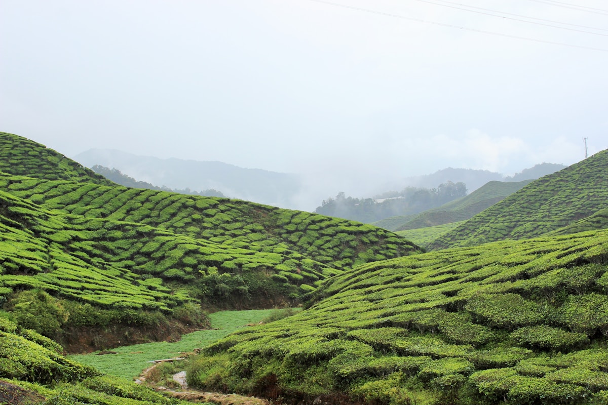 Green tea plantations covering rolling hills under a cloudy sky, Cameron Highlands, Malaysia