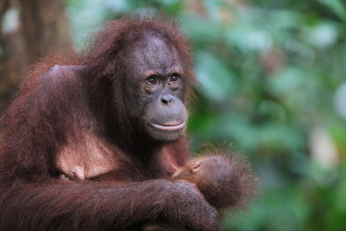 Young orangutan at Sepilok Rehabilitation Centre, Sandakan, Sabah, Malaysia