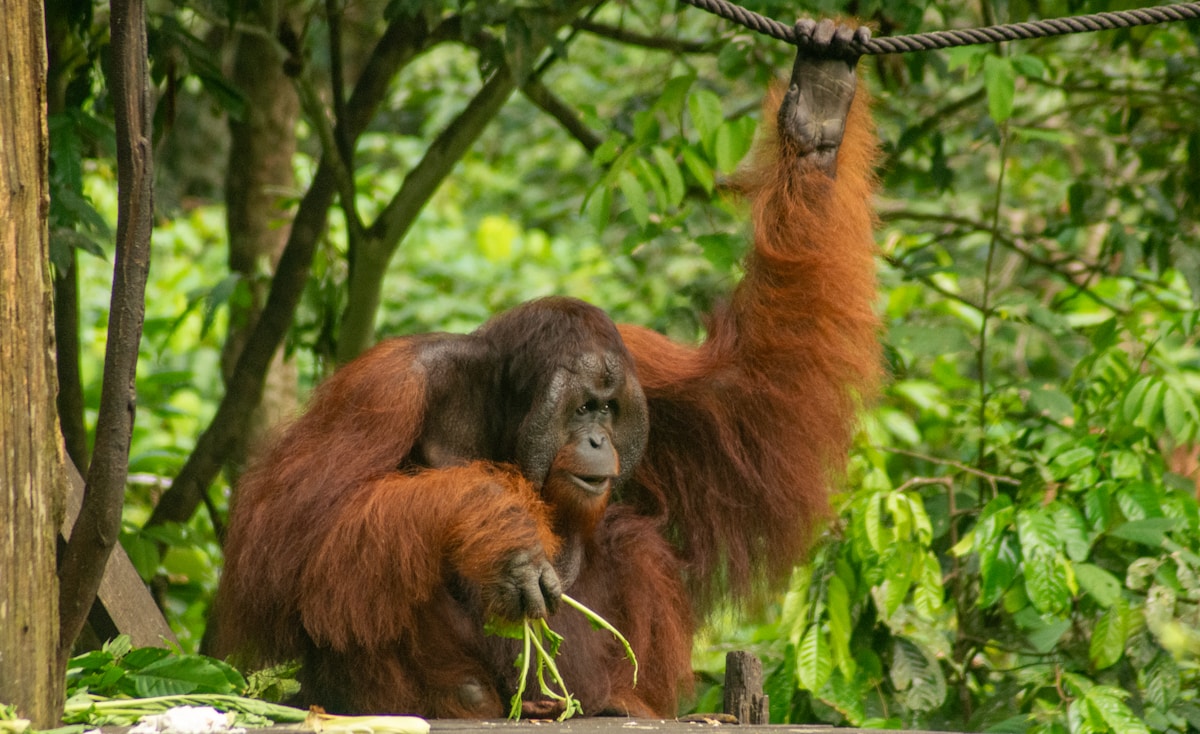 Bornean orangutan moving through rainforest in Sabah, Malaysia