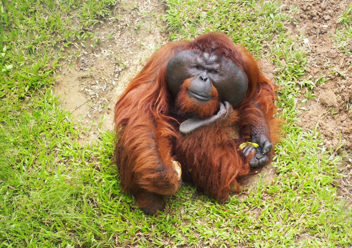 Orangutan in the rainforest, Borneo, Malaysia