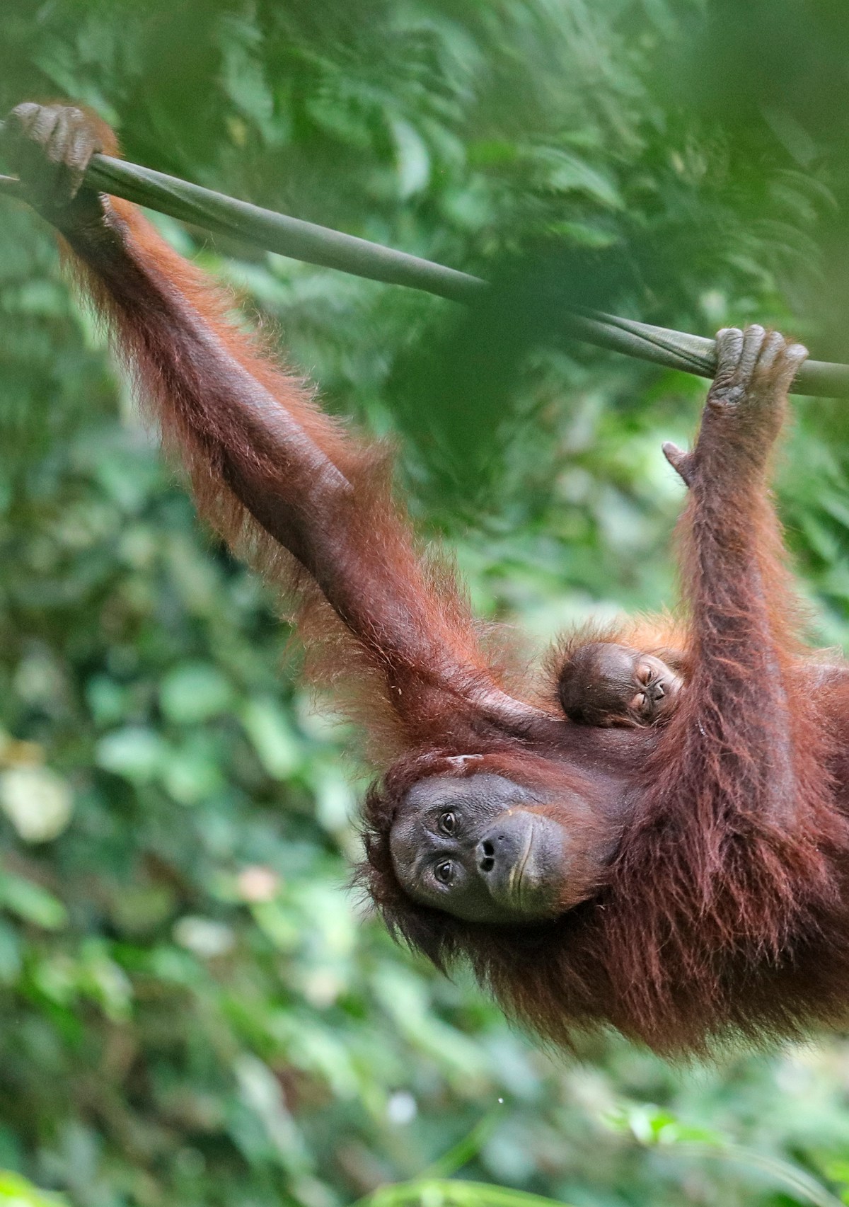 Semi-wild orangutan in the forest canopy at Semenggoh Wildlife Centre near Kuching