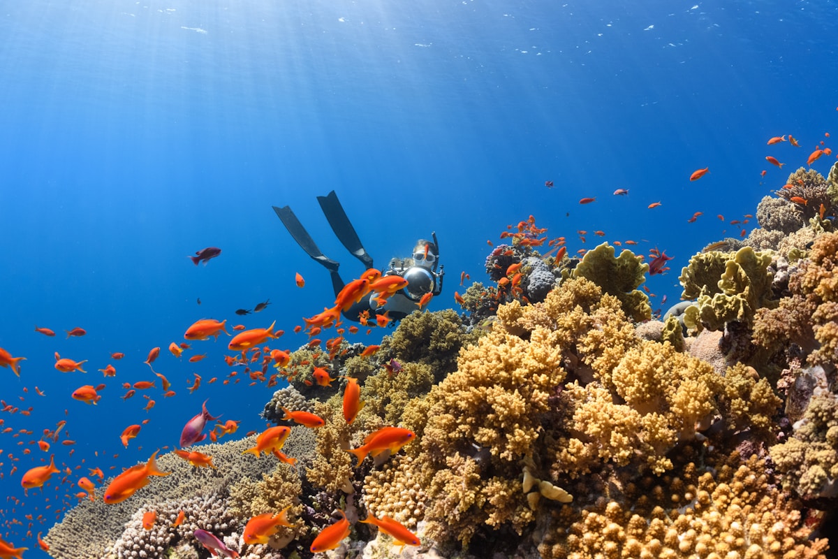 Coral reef and tropical fish at Pulau Payar Marine Park, Langkawi
