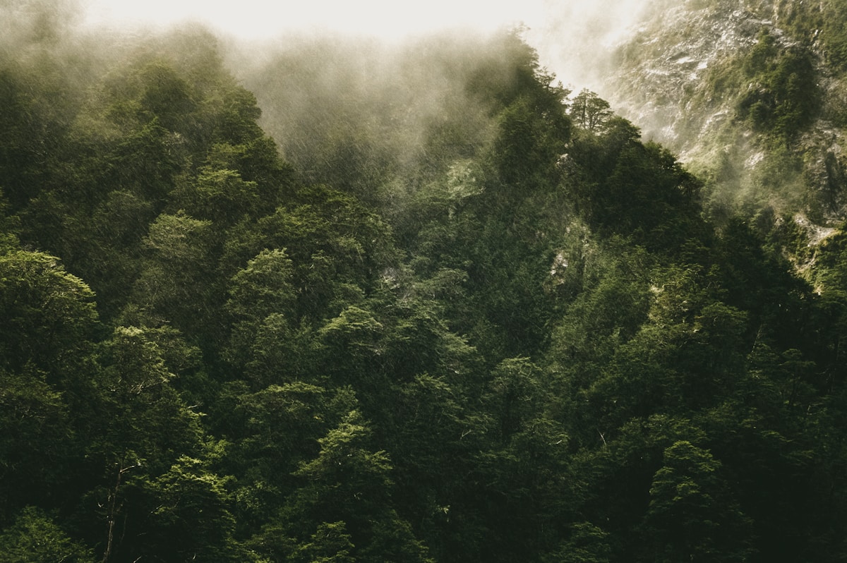 Dense rainforest canopy in Malaysia's ancient jungle