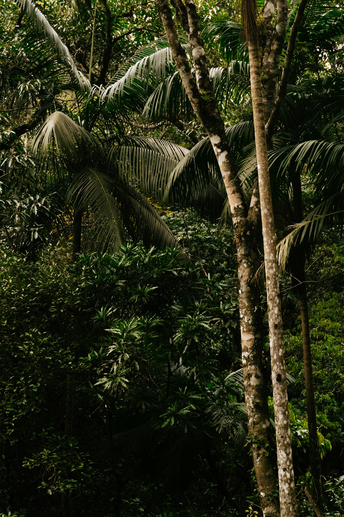 Rainforest canopy, Borneo, Malaysia two week itinerary