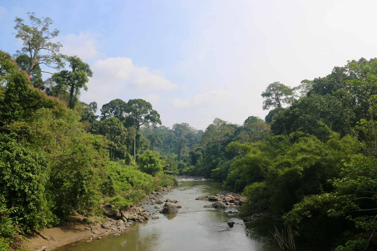 River running through dense primary rainforest, Borneo, Malaysia