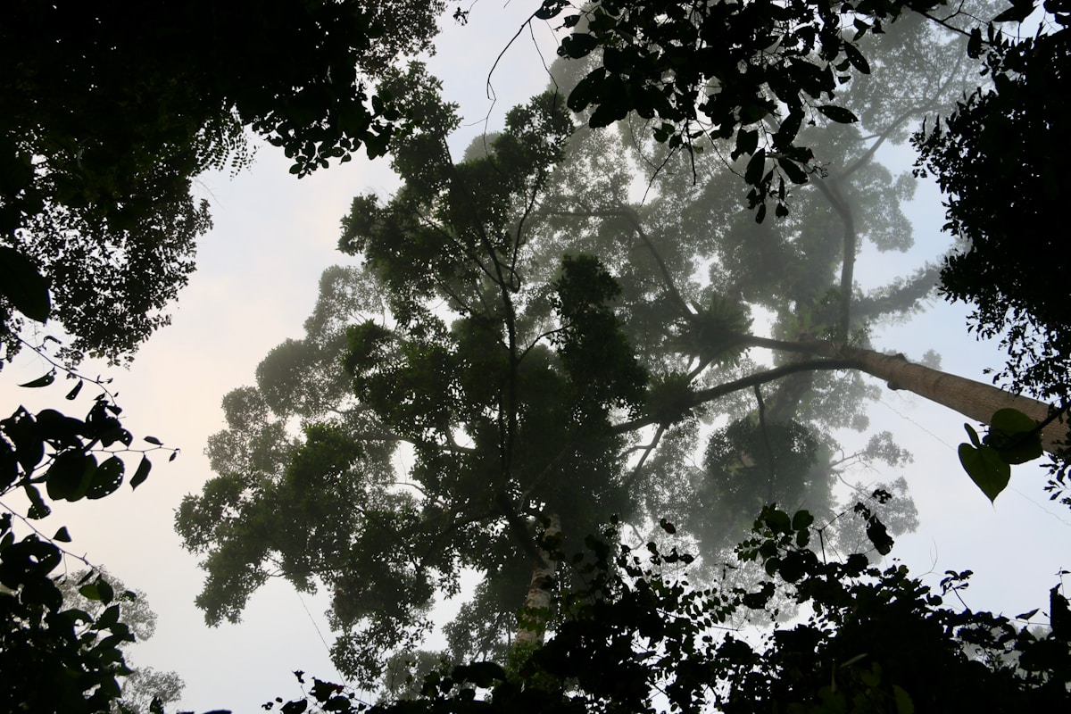 Jungle road cutting through dense rainforest in Sabah, Malaysian Borneo, under a cloudy sky
