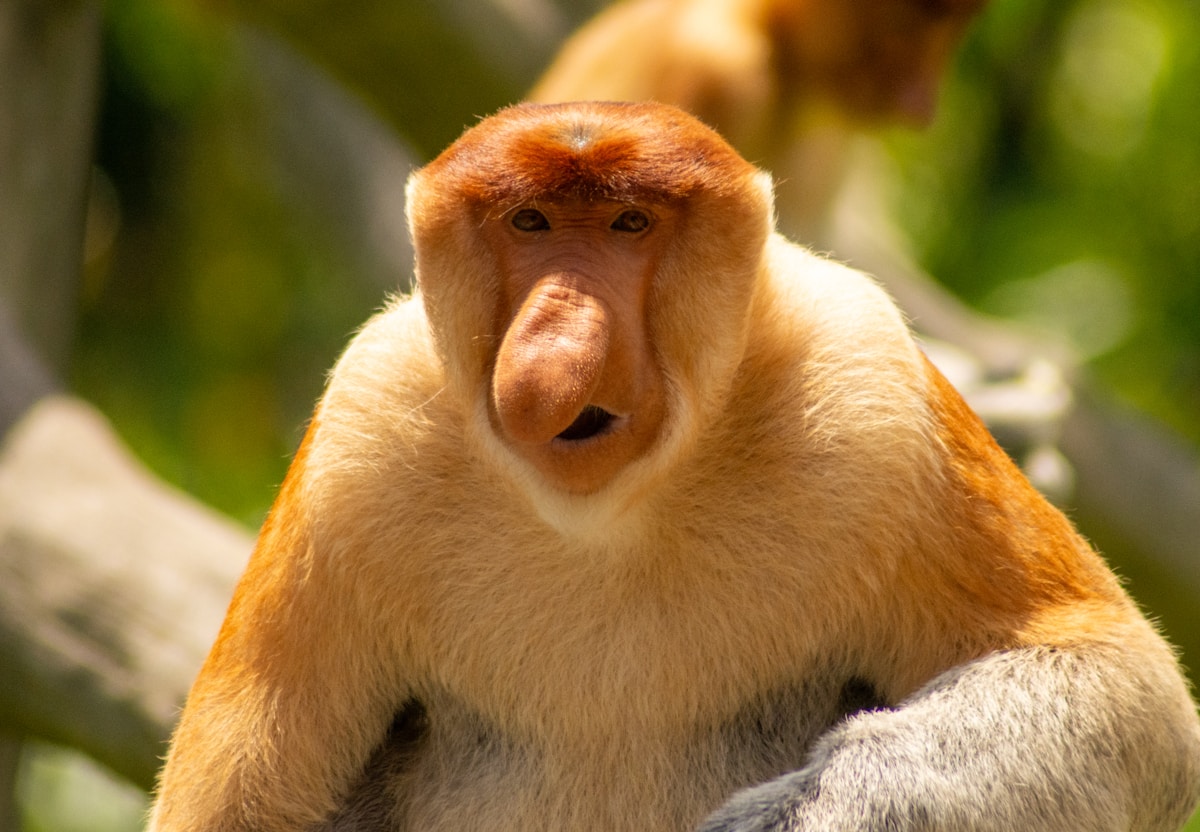 Proboscis monkey close-up, Sandakan, Sabah, Borneo