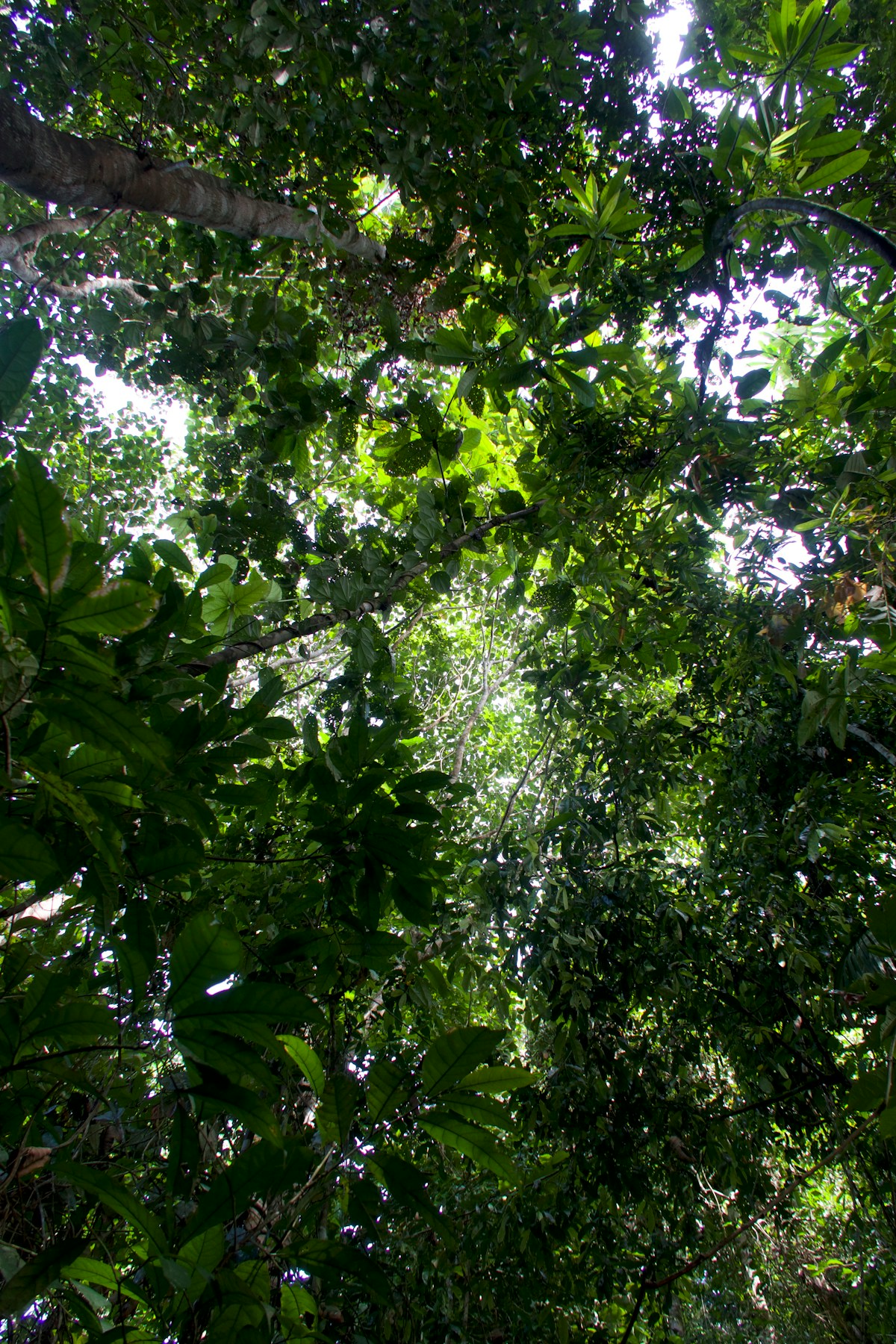 Tropical rainforest canopy, Borneo jungle lodge, Sandakan