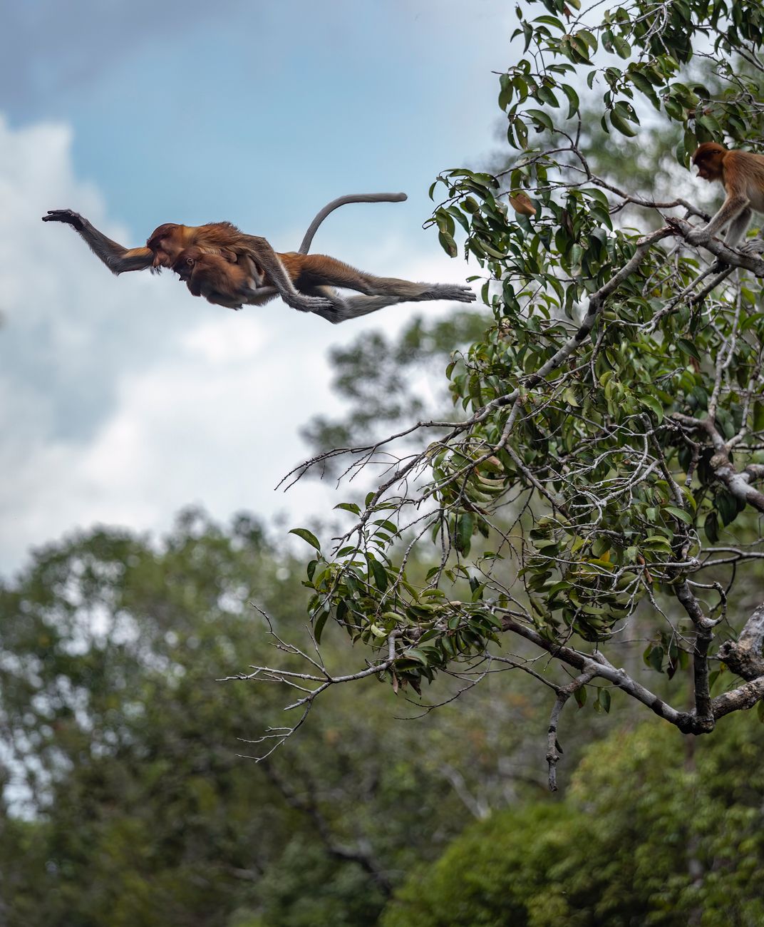 Proboscis monkey leaping between tree branches above the jungle canopy, Kinabatangan, Sabah, Borneo