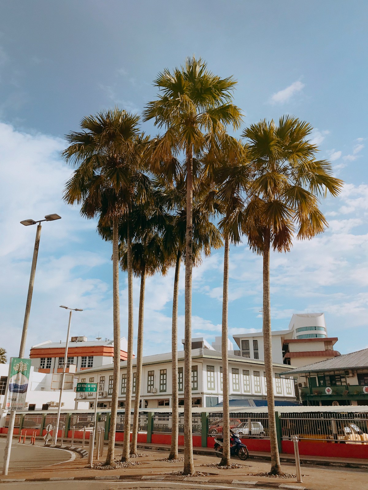 Palm tree near white concrete building, Sibu, Sarawak, Malaysia