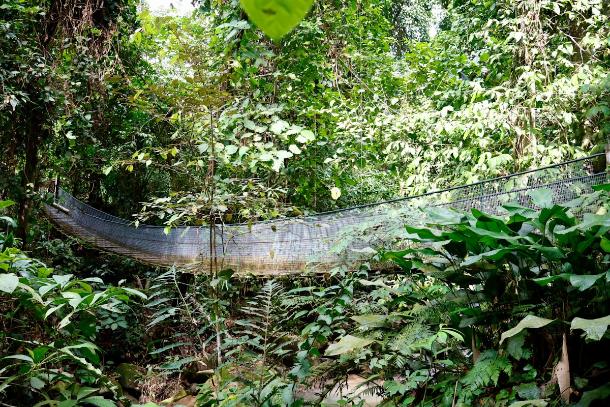 Dense primary rainforest canopy in Malaysia, the setting for Taman Negara's trails and walkways